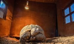 26 Yaşındaki Afrika Kaplumbağası Sabi Yalnızlıktan Sıkıldı