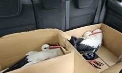 Göç Yolunda Vurulan Leylekler Hatay'da Tedavi Ediliyor