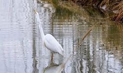 Ekşisu Sazlığı'nın Nadir Misafiri Büyük Ak Balıkçıl Beslendi