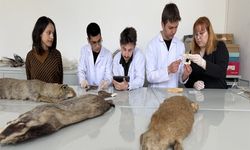 Ankara Üniversitesi'nden Yaban Hayatı İçin Genetik Atılım