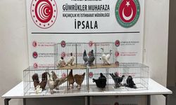 Sınırda Durdurulan Araçtan Alpaka Ve Değerli Kuşlar Çıktı