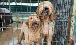 Edirne’de Umut Operasyonu: Kurtarılan Köpekler Barınağa Sevk Edildi
