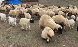 Ağılların Kapıları Açıldı: Kuzular Annelerine Koştu