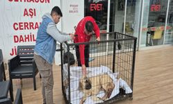 Kayıp Köpeği Silahla Zarar Görmüş Bulundu: Adli İşlem Başlatıldı