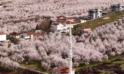Zirai Donun Ardından Kayısı Ağaçları Baharı Karşıladı