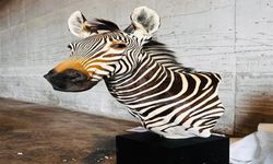 Trabzon’da Kaçak Avcılıkla Mücadele: 19 Trofe Ele Geçti