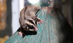 Doğa Koruma Devrede: Uçan Sincaplar Güvenli Ellerde