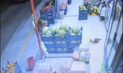 Davetsiz Misafir: Malatya'da Bir Markete Sansar Girdi