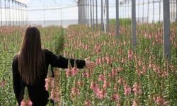 Antalya'da Yeni İhraç Kalemi: Aslanağzı Avrupa Yolcusu