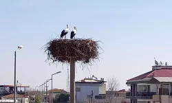 Aydın’da Baharın Müjdecisi Yılın İlk Leylekleri Göründü