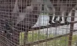 Özel Havuzda 3 Örümcek Maymunu Bulundu