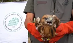 58 Bin 22 Yaralı Yaban Hayvanı: Tedavi Edilip Doğaya Bırakıldı