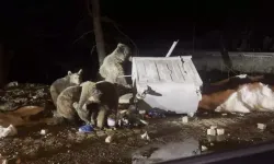 Uludağ’da Ayılar Kış Uykusundan Sonra Yiyecek Arayışında