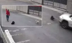 İstanbul Avcılar'da Köpeği Ezen Cip Sürücüsü Durmadan Yoluna Devam Etti