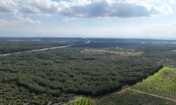 '81 İlde 81 Orman' Projesi Hız Kesmeden Devam Ediyor