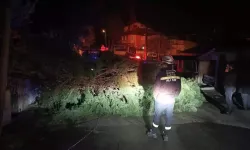 Burdur’da Rüzgar Ağacı Devirdi, Elektrik Telleri Koptu