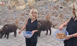 Safiye Soyman, Kapısına Gelen Domuzu Cevizle Besledi