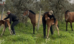 Aydın'da Dikenli Tellere Takılan Tay Annesine Kavuştu