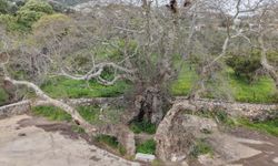 Bodrum'da 2 Bin Yaşında Olduğu Tahmin Edilen Çınar Ağacı Bulundu