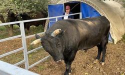 Aydın'da Kendi Beslediği Boğa Tarafından Hastanelik Edildi