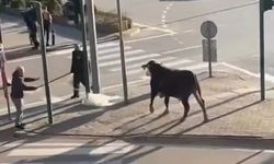 Yola Fırlayan Boğa Sürücülere Zor Anlar Yaşattı