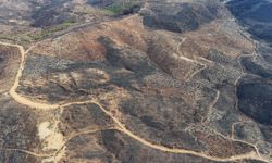 Bursa'da Yanan Ormanlara 2 Milyon Yeni Fidan Dikildi