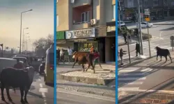 Bursa’da Çiftlikten Kaçan Boğa Trafiği Karıştırdı