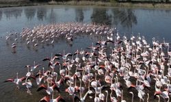 Büyük Menderes’te Taşkın: Tarlalar Sular Altında, Flamingolar Geldi
