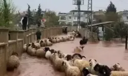 Hatay'da Kuvvetli Yağış Günlük Yaşamı Etkiledi: Çoban Kuzuları Son Anda Kurtardı