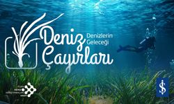 Deniz Çayırları İklim Değişikliği ve Kirlilik Nedeniyle Azalıyor