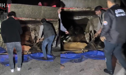 Adana'da Devrilen Kamyonetten Yola Savrulan Eşekler Yaralandı