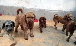 Köpek Üretim Çiftliğine Operasyon: 88 Köpek Kurtarıldı