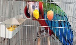 Edirne'de Yurda Kaçak Sokulmak İstenen 3 Macaw Papağanı Ele Geçirildi