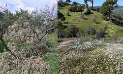 Aydın'da 8 Çiftçiye Ait 700 İncir ve Zeytin Ağacı Kesildi