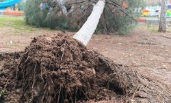 Batman Gercüş’te Sağanak ve Rüzgar: Yollar Su ile Doldu, Ağaçlar Devrildi