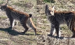 Sivas'ta Nesli Tehlike Altındaki Vaşak Görüntülendi