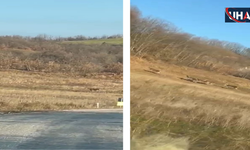 Sürücülerin Geyik Şaşkınlığı: İnegöl'de Sürü Halinde Görüldüler