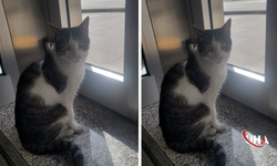 Bankanın Tüylü Memuru: Küçükesat’ın Sevgilisi Panter