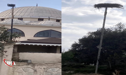 Cami Kubbesindeki Leylek Yuvası İçin Duyarlılık Çağrısı