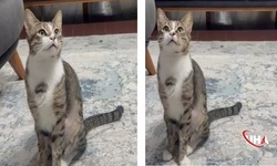 Kedinin 4 Yıllık Kusma Sebebi Midesindeki Vantuzmuş