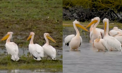 İnegöl'de Bahar Müjdesi: Göç Yolundaki Pelikanlar Boğazköy Barajı’nda