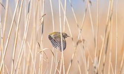 Göç Eden Çıvgın Kuşu Diyarbakır Semalarında Görüntülendi