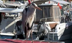 Avcılar’ın ‘Cabbar’ı: Yaren Leylek’in İzinden Gidiyor