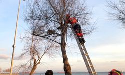 Ağaçta Mahsur Kalan Kedi İtfaiye Erine Saldırdı