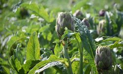 İzmir Menemen’de Enginar Zamanı