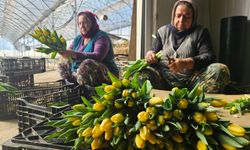 8 Mart’a Özel Suda Lale Üretiminde Yoğunluk