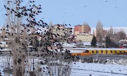 Gökyüzünde Karga ve Sığırcıklardan Muhteşem Görüntü