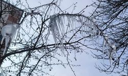 Kars’ta Soğuk Hava Ağaçları Buzla Kapladı