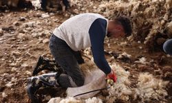 Kars'ta Çobanların Yoğun Mesaisi: Koyun Kırkımı Başladı