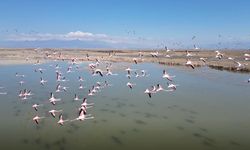 Kayseri'de Flamingoların Görsel Şöleni Dronla Görüntülendi